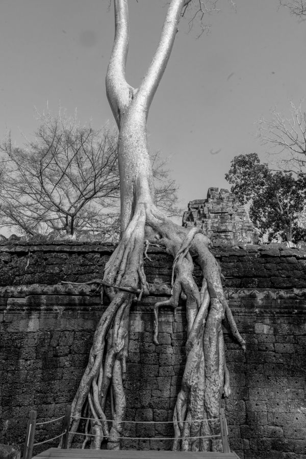 ta prohm-118-2.jpg